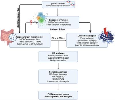 Causal links between gut microbiomes, cytokines and risk of different subtypes of epilepsy: a Mendelian randomization study